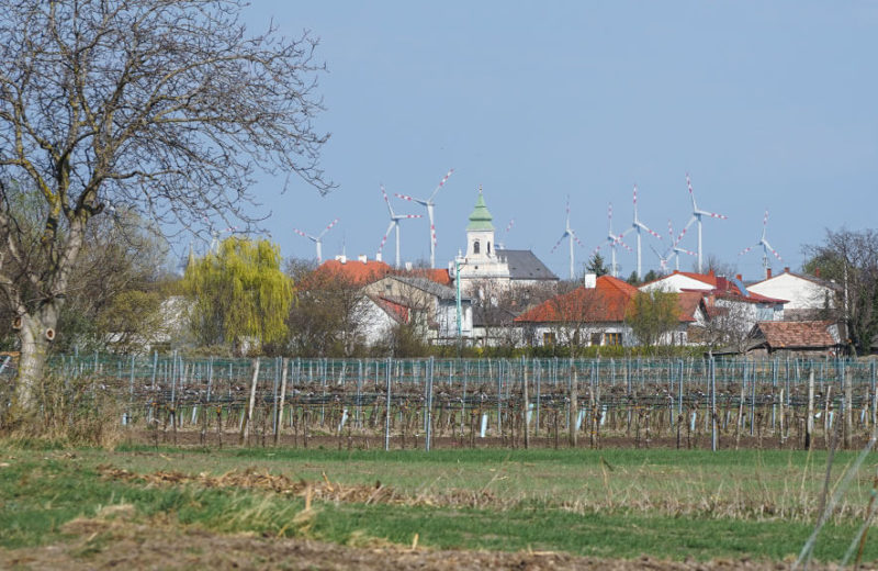 Martiniloben Mönchhof Die MÖNCHHOFER Winzer